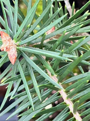 Abies pindrow (West Himalayan Fir)