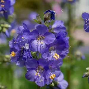 Polemonium 'caeruleum Blue' (Jacob's Ladder) 9cm/1L