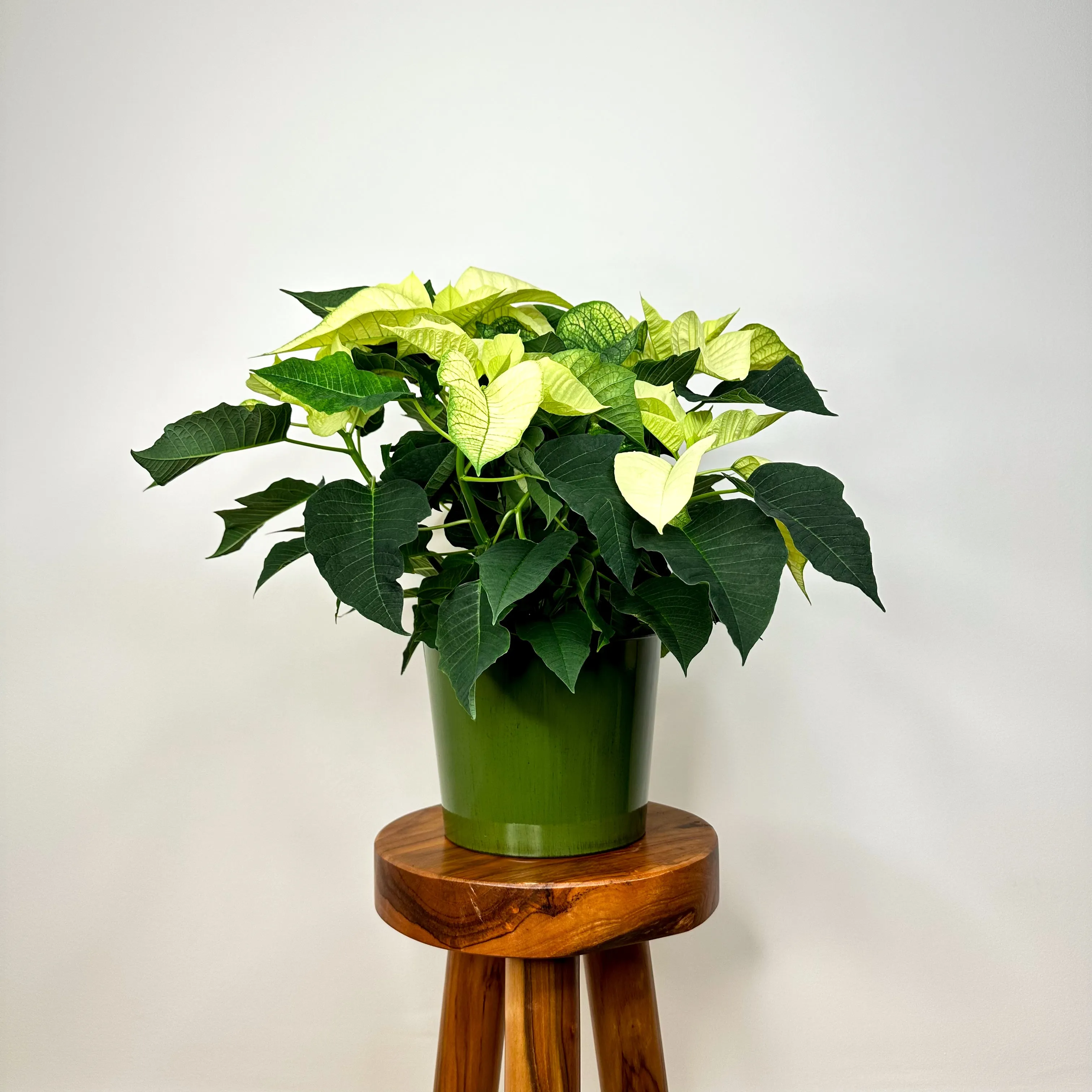 White Poinsettia