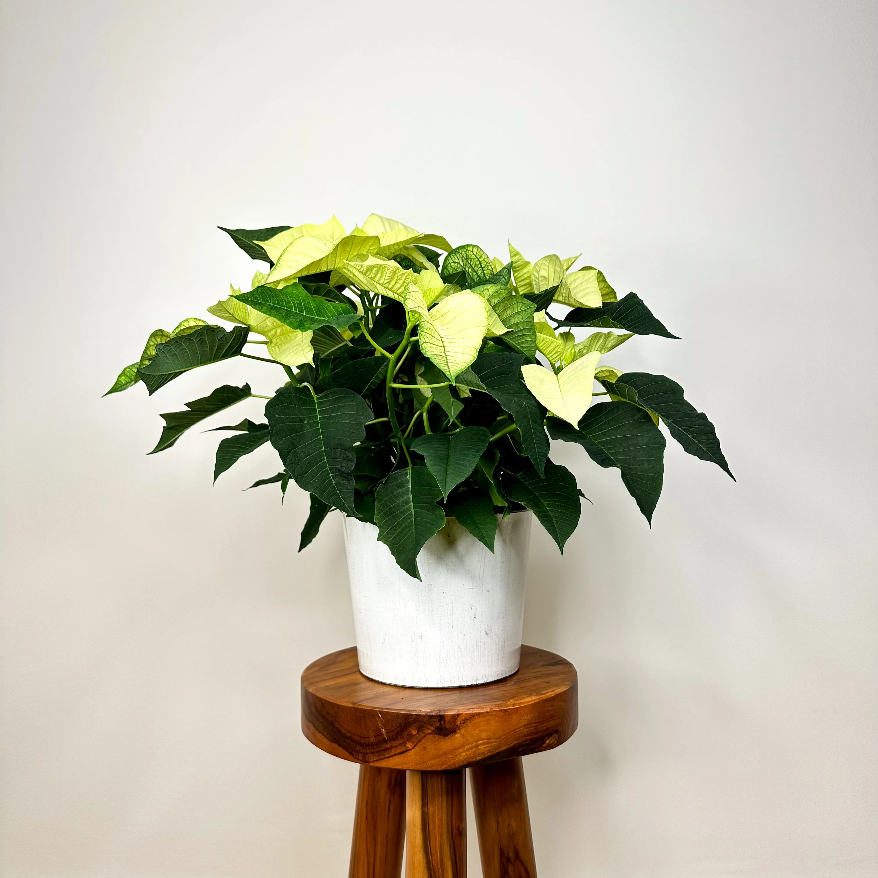 White Poinsettia