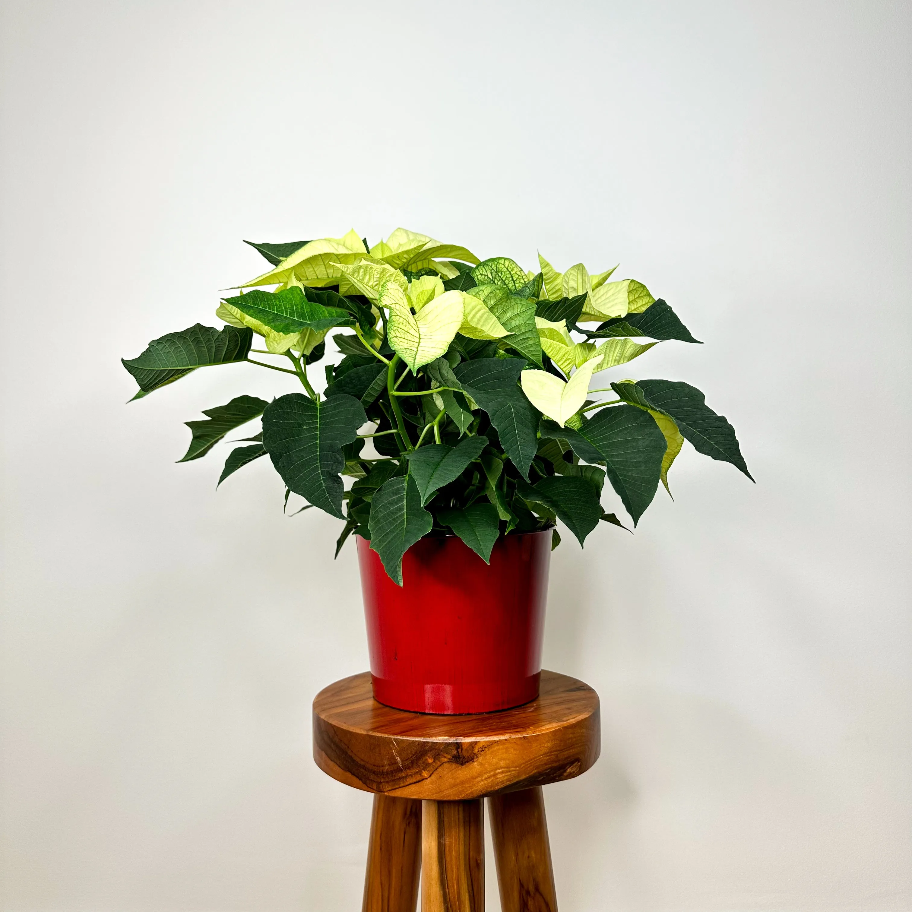 White Poinsettia