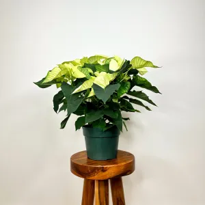 White Poinsettia